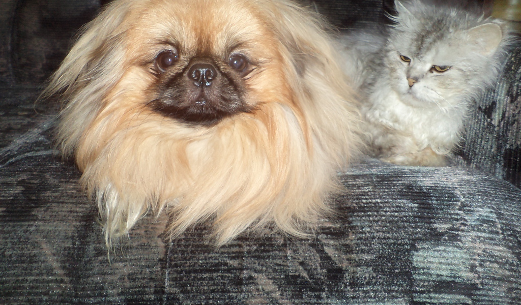 Пекинес и недовольный кот