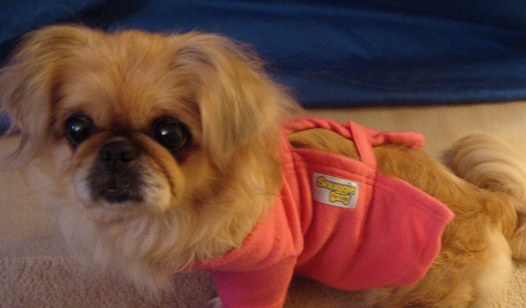 Пекинес в розовой кофте