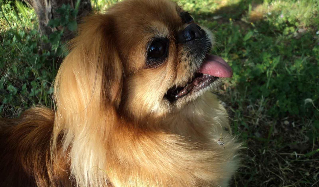 Пекинес в лесу