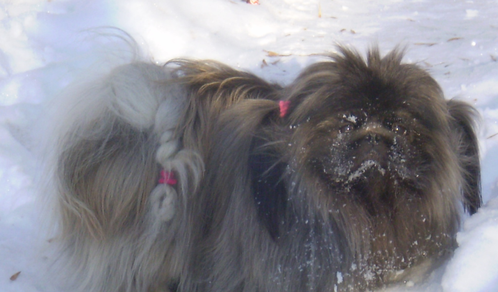 Пекинес в снегу