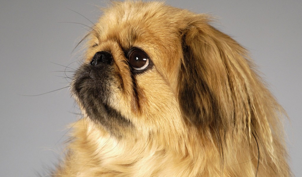 Пекинес смотрит вверх