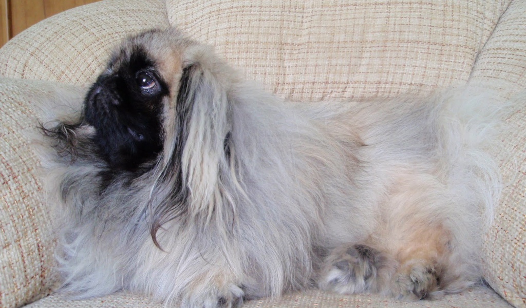 Пекинес лежит на кресле