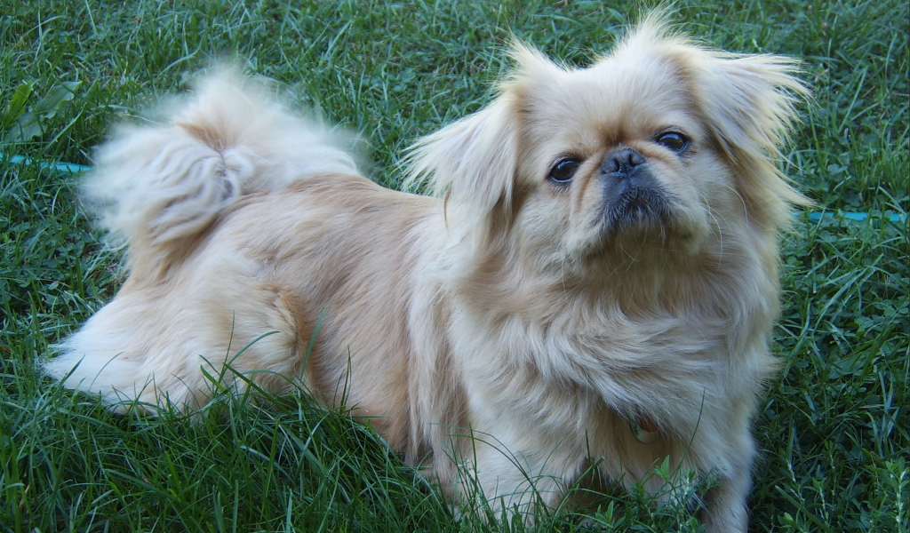 Пекинес лежит на траве