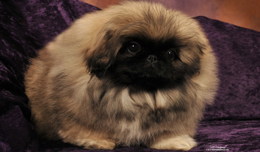 Пекинес на сиреневом диване