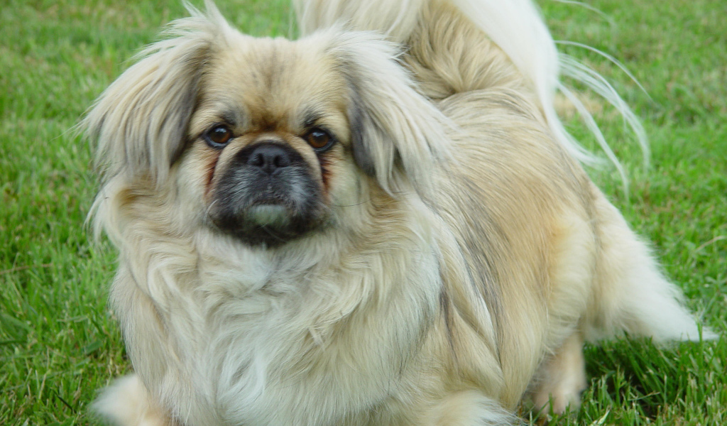 Пекинес на газоне