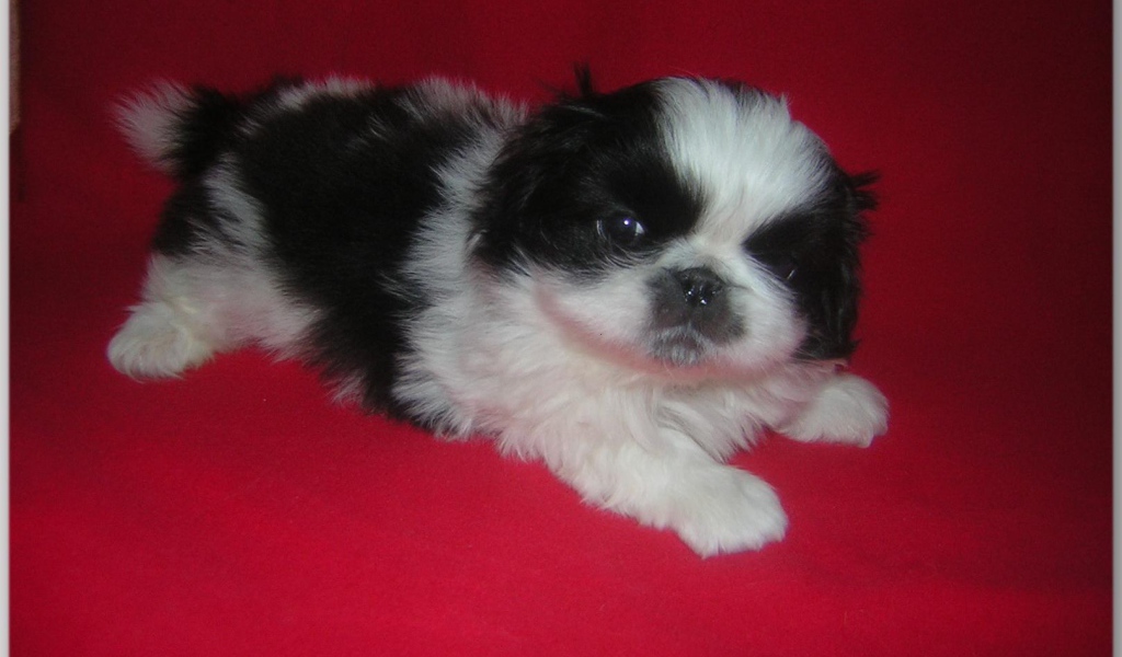 Щенок пекинеса на красном фоне