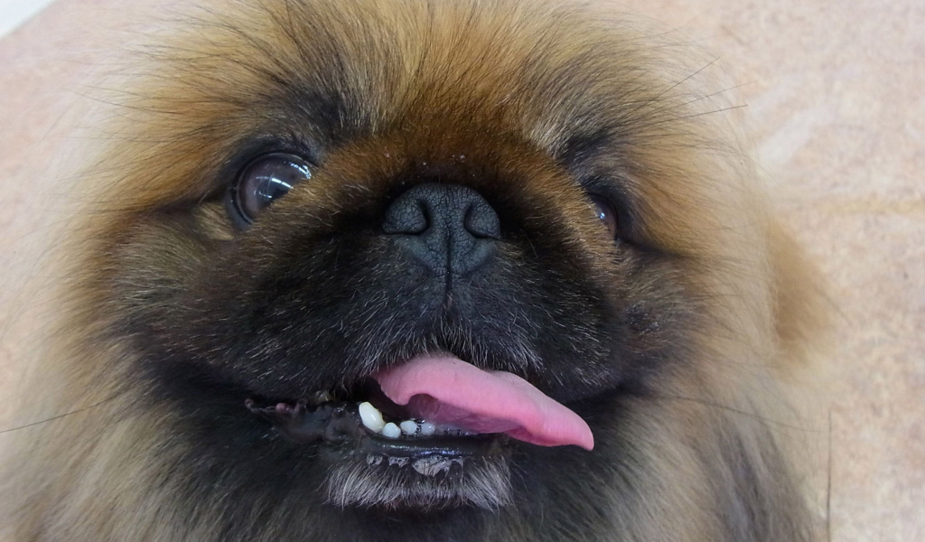 Пекинес показывает зубы