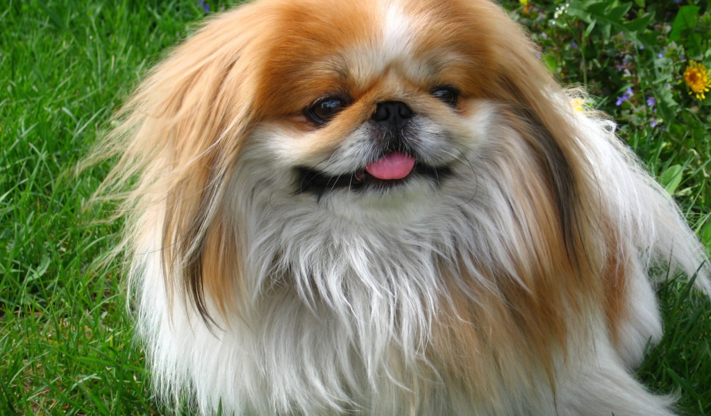 Улыбающийся пекинес на природе