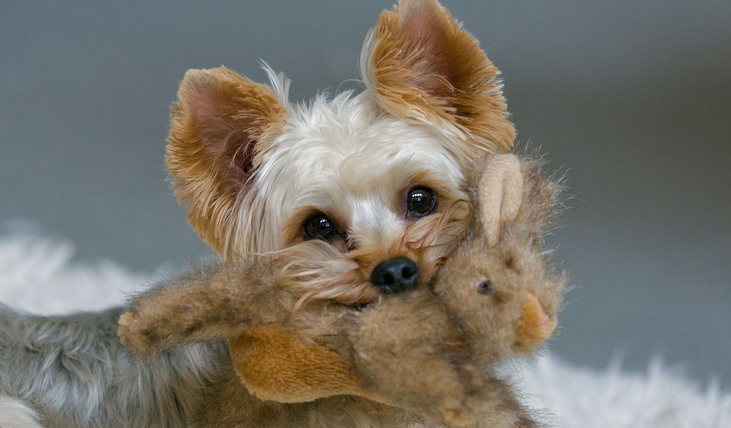 Пекинес с игрушкой