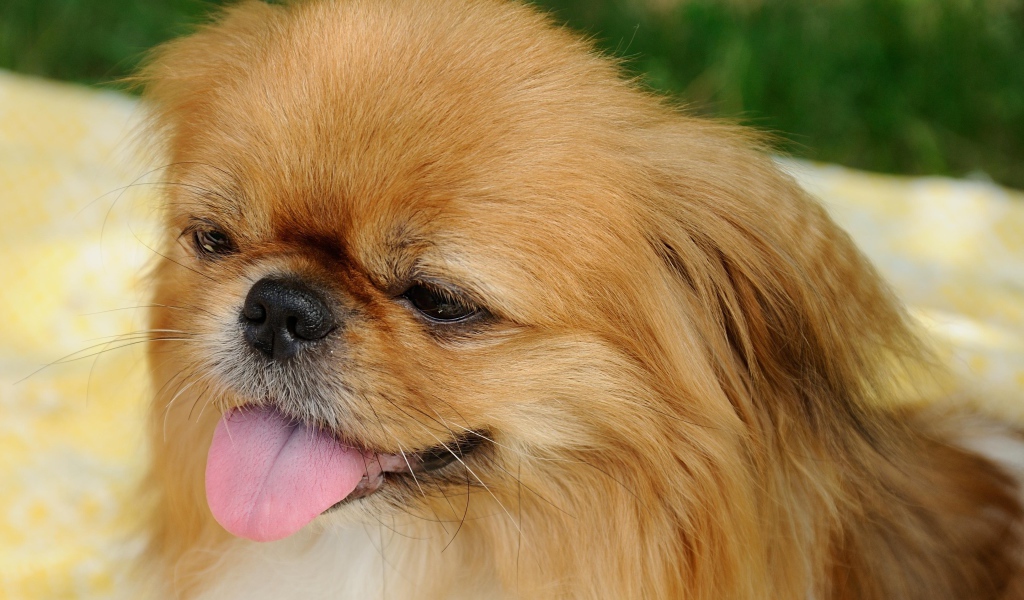 Пекинес с розовым языком