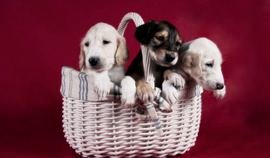 Щенки персидской борзой салюки