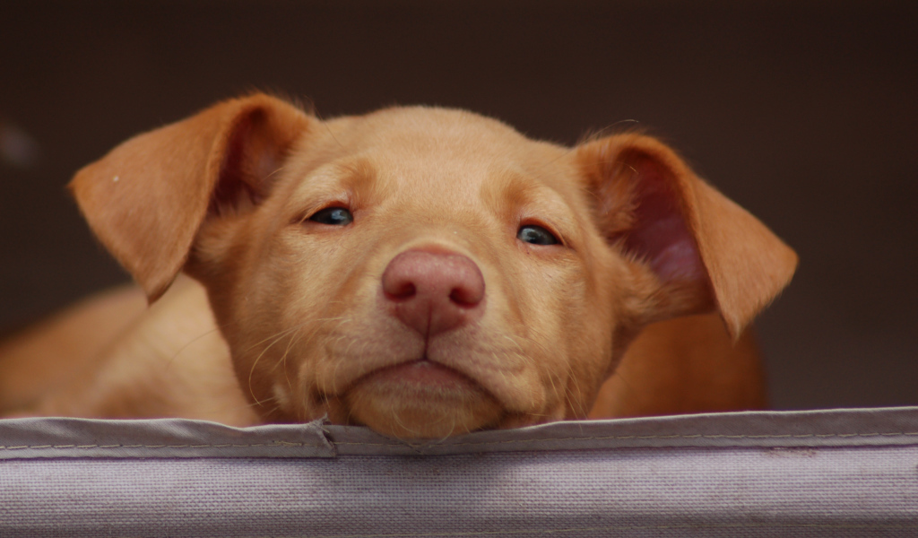 Щенок фараоновой собаки