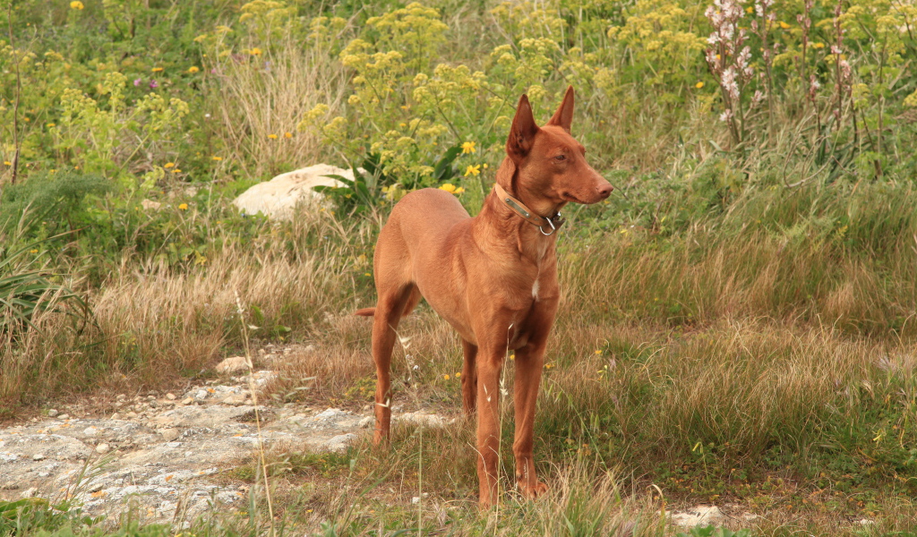 Фараонова собака в траве