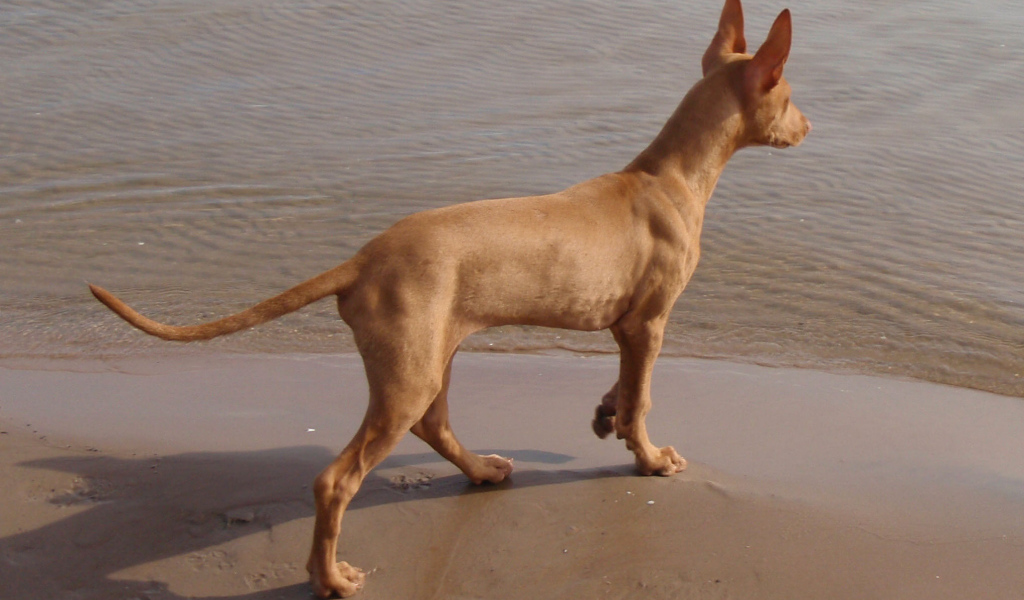 Фараонова собака у воды