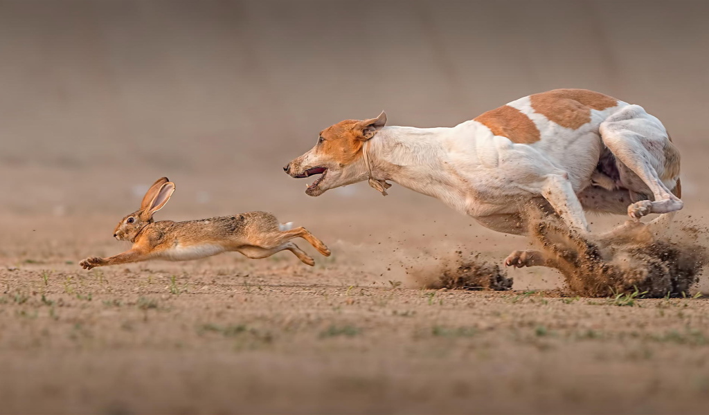 Фараонова собака догоняет зайца