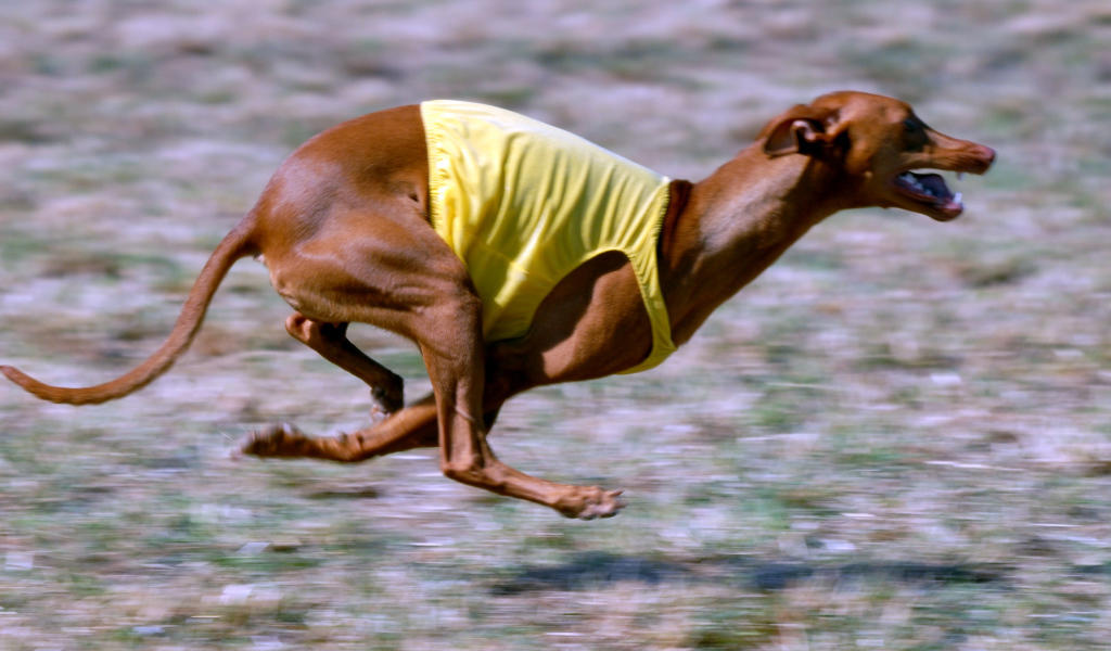 Фараонова собака участвует в гонке