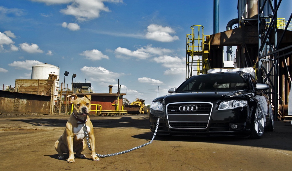 Питбуль охраняет машину