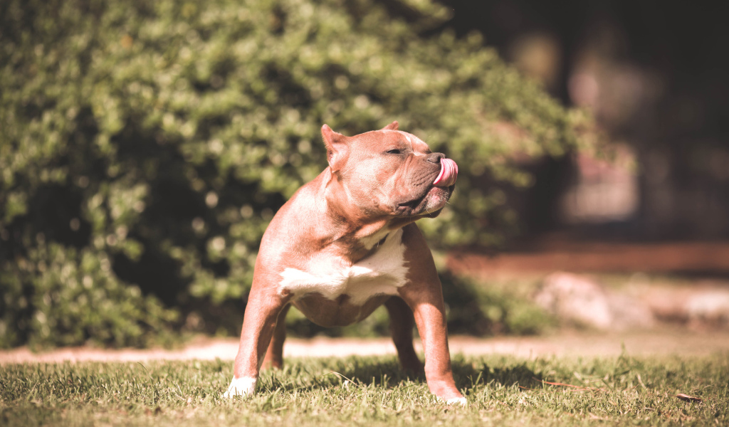 Питбуль облизывает нос