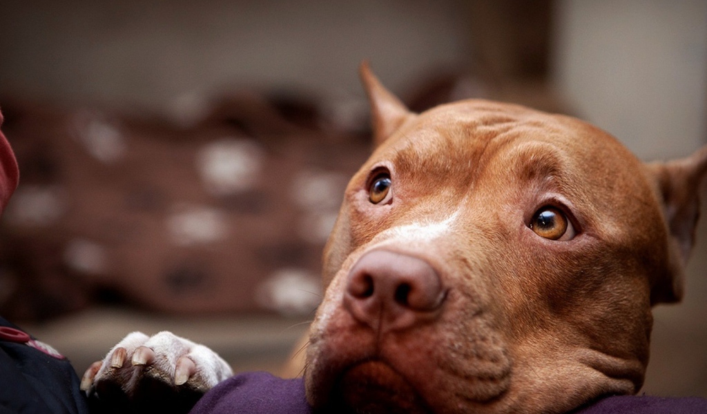 Питбуль смотрит на хозяина