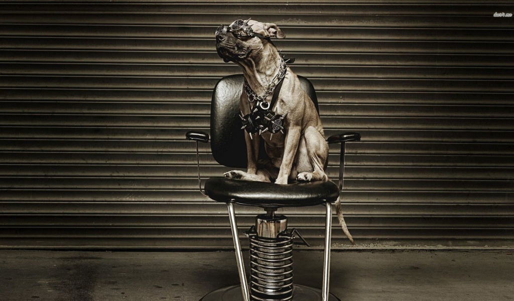 Питбуль на кресле