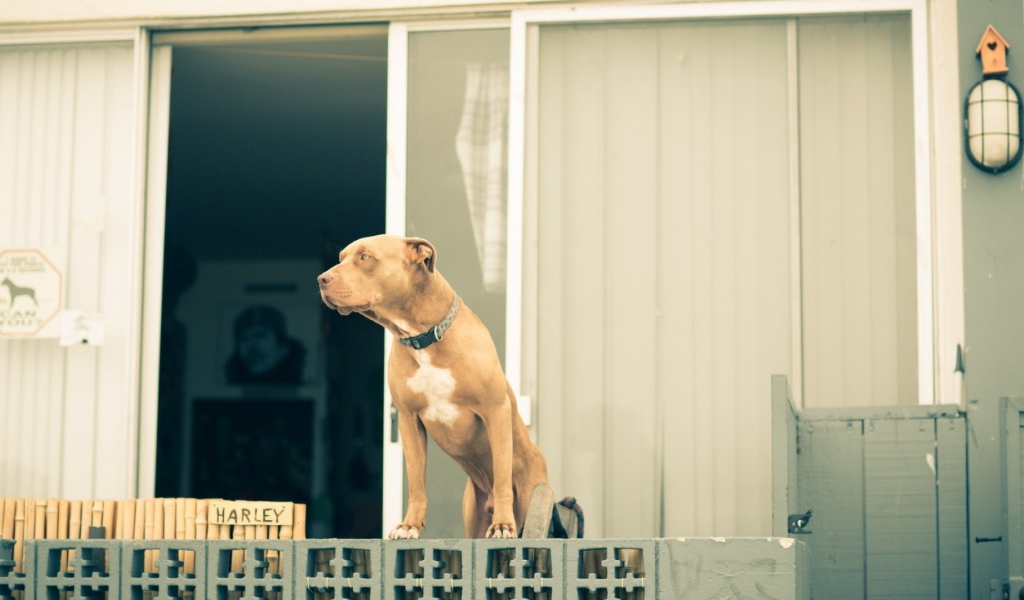 Питбуль охраняет дом