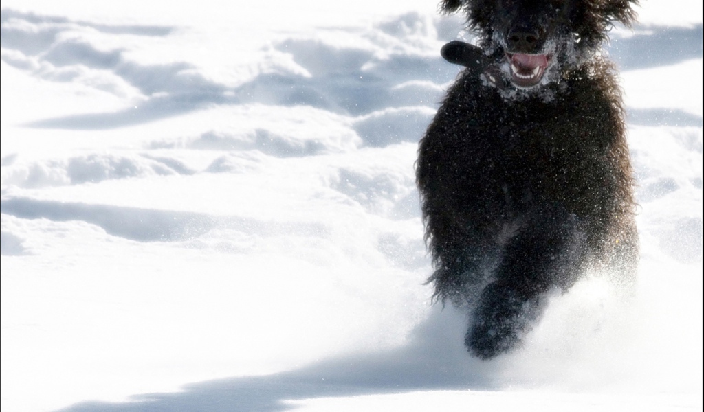 Игривый ирландский водяной спаниель