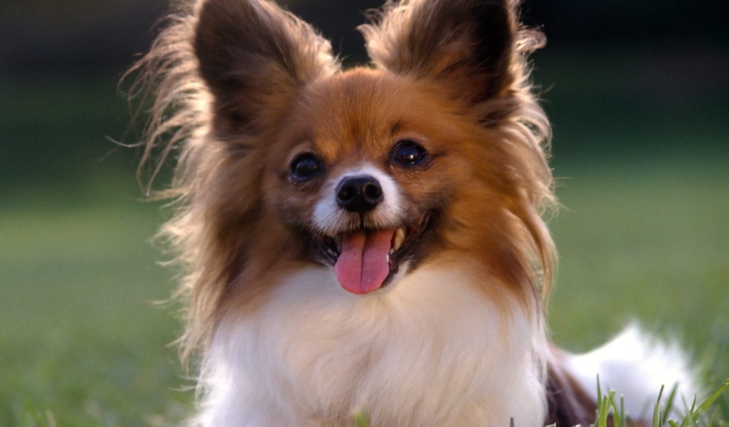 Игривый папильон в траве