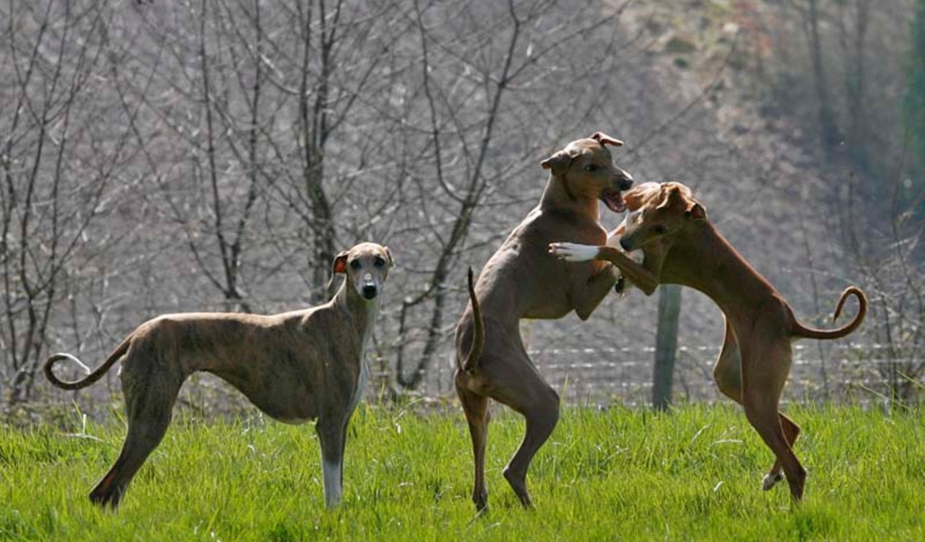 Игривые собаки азавак