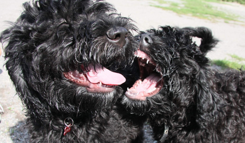 Игривые собаки барбет