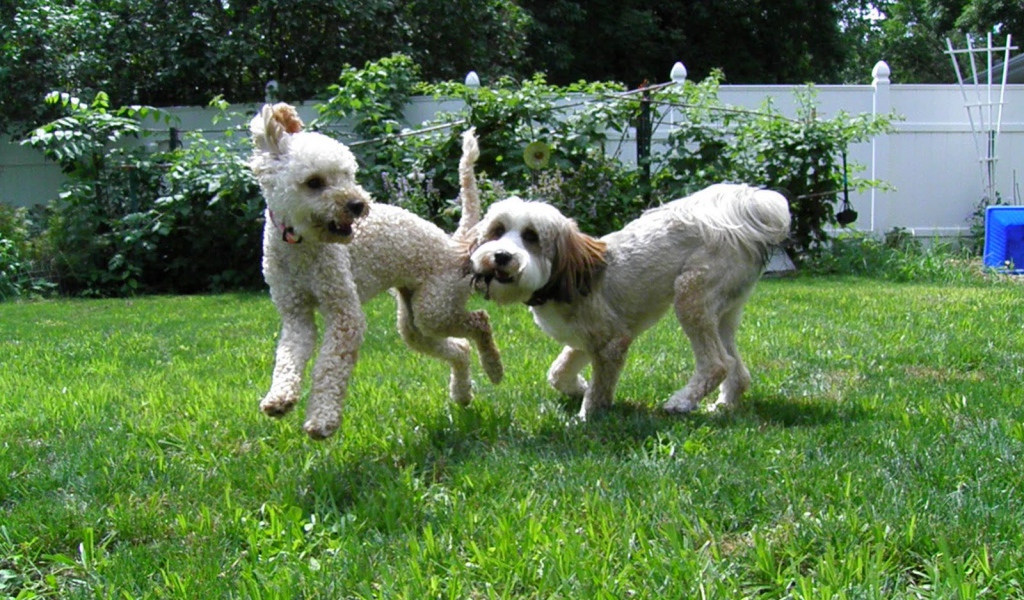 Игривые собаки бедлингтон терьер