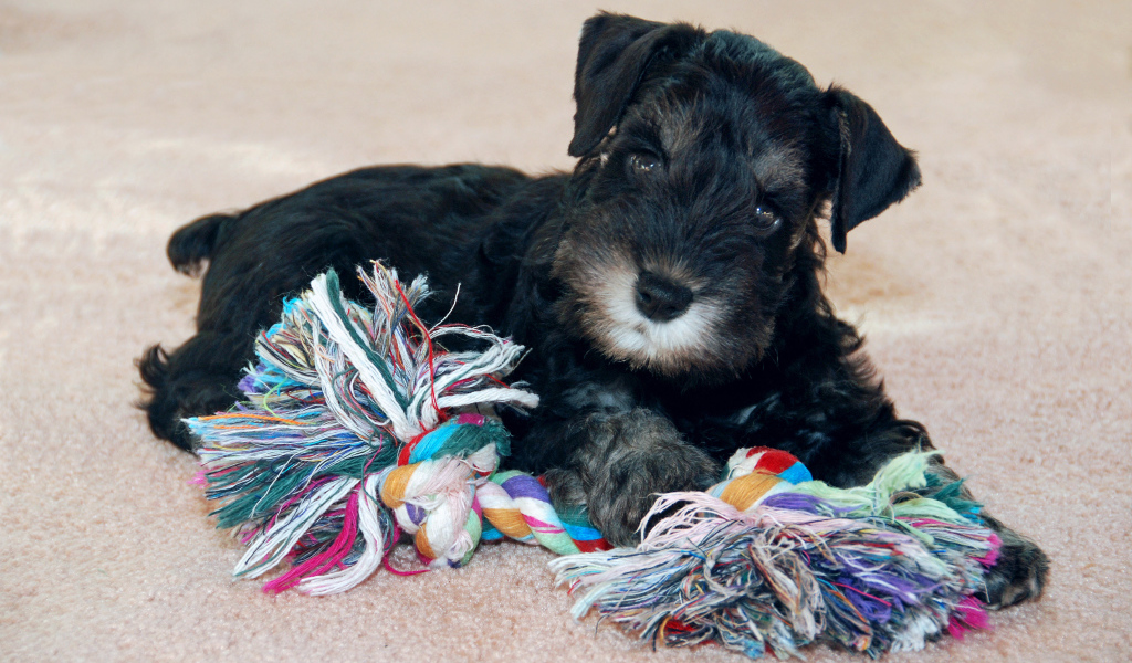 Игривый маленький шнауцер