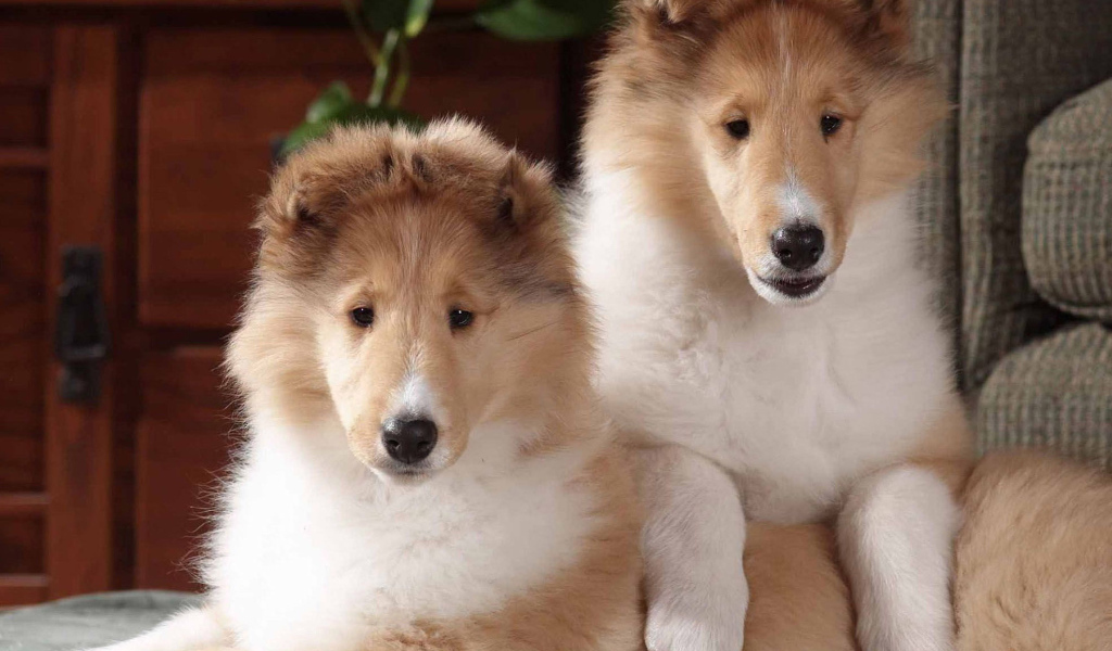 Игривые щенки колли