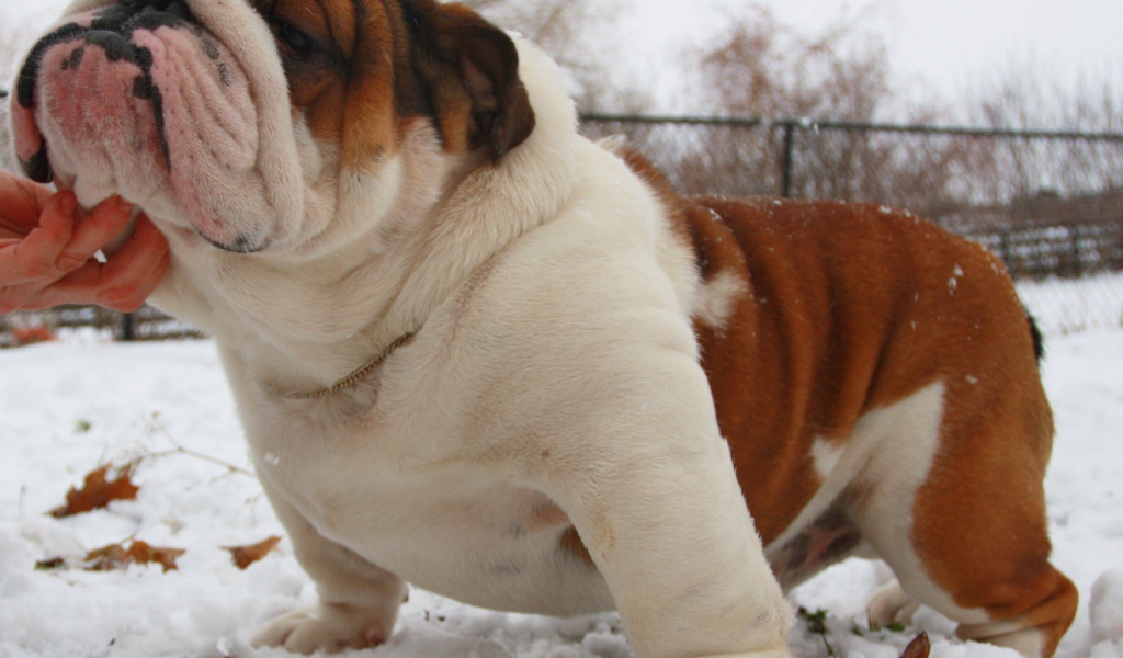 Довольный английский бульдог