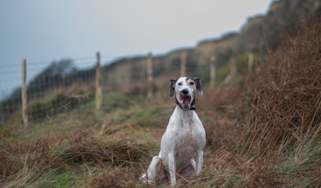 Довольный пес салюки
