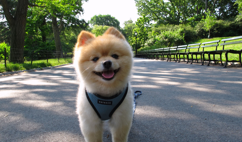 Померанский шпиц на прогулке