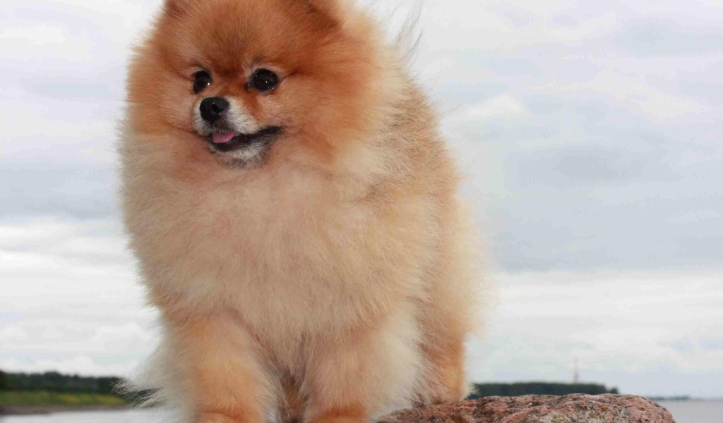 Померанский шпиц на камне
