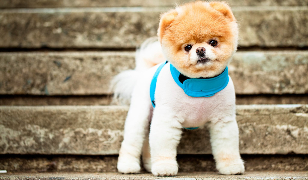 Померанский шпиц на ступеньках