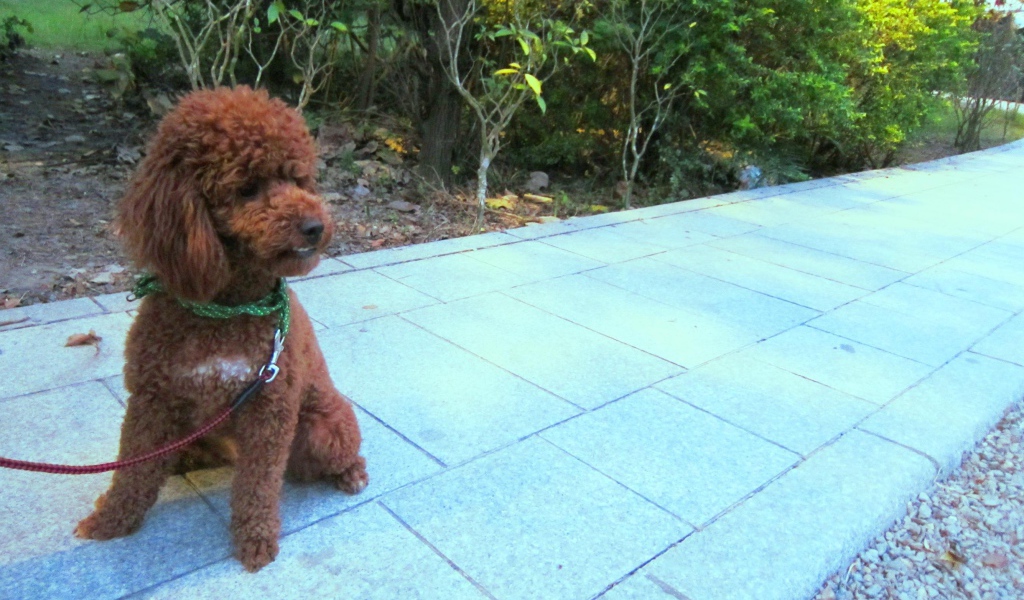 Пудель на прогулке