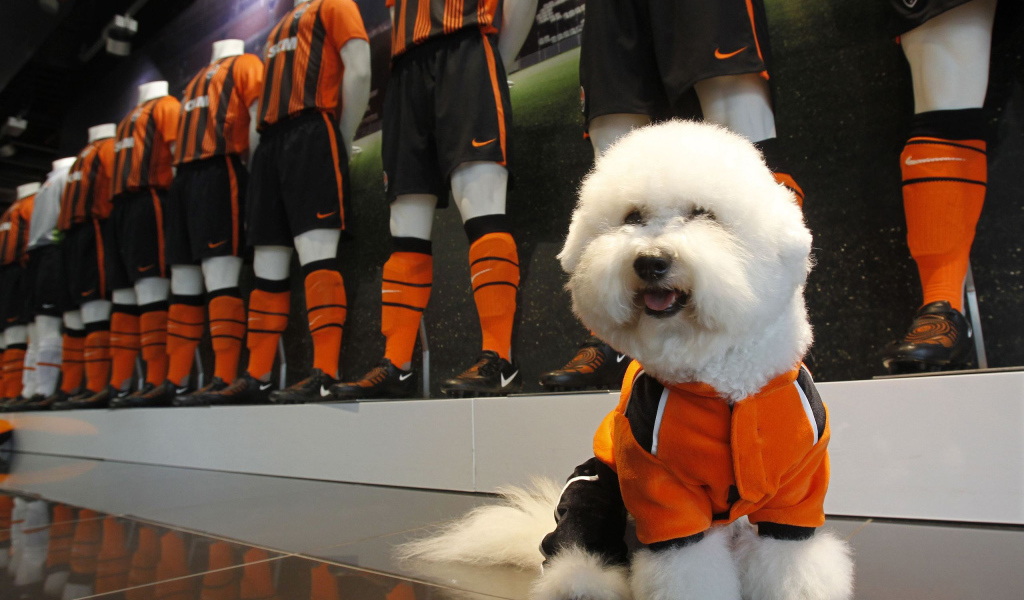 Пудель в спортивной форме