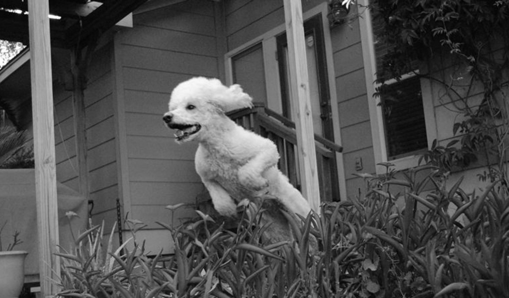 Пудель в прыжке