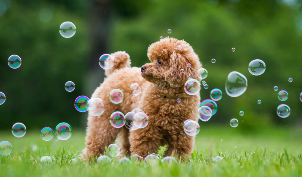 Пудель среди мыльных пузырей