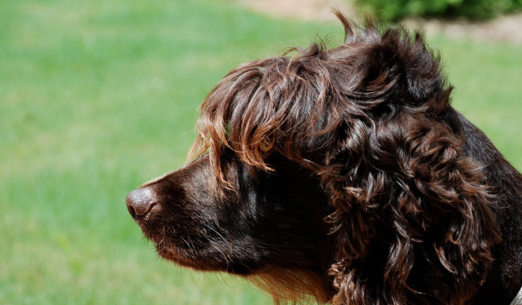 Пудель на фоне травы