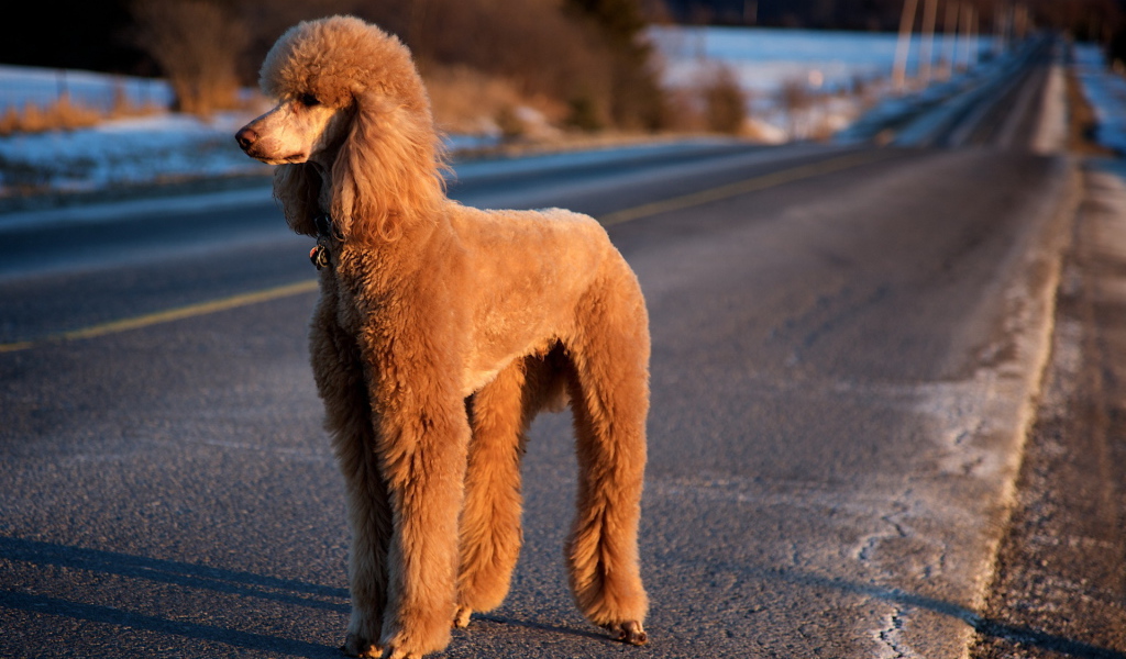 Пудель на зимней дороге
