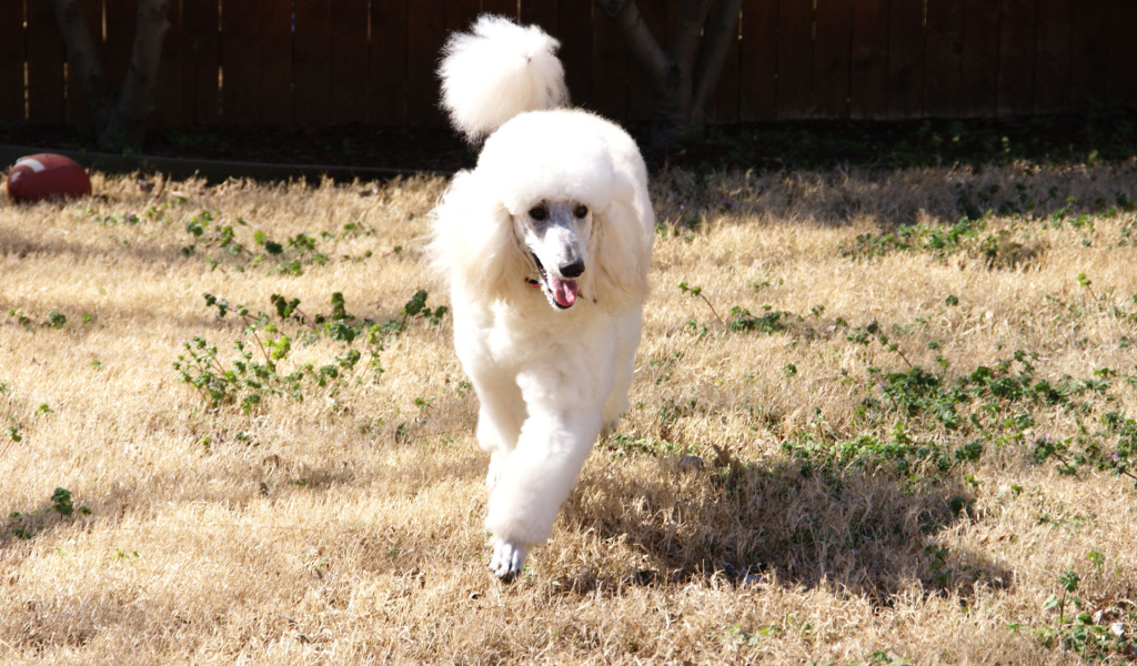 Пудель бежит по двору
