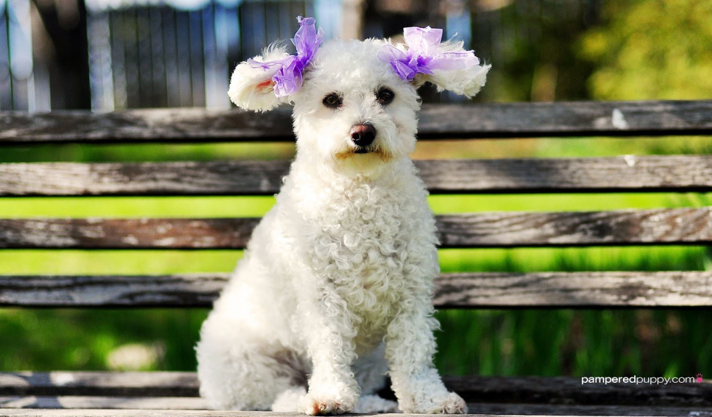 Пудель сидит на лавке