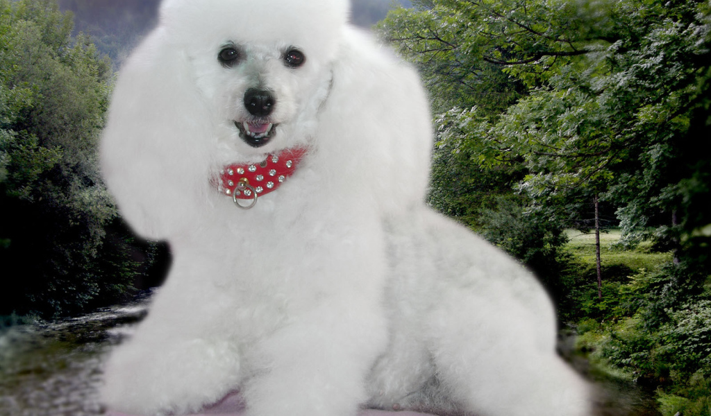 Пудель белое облачко