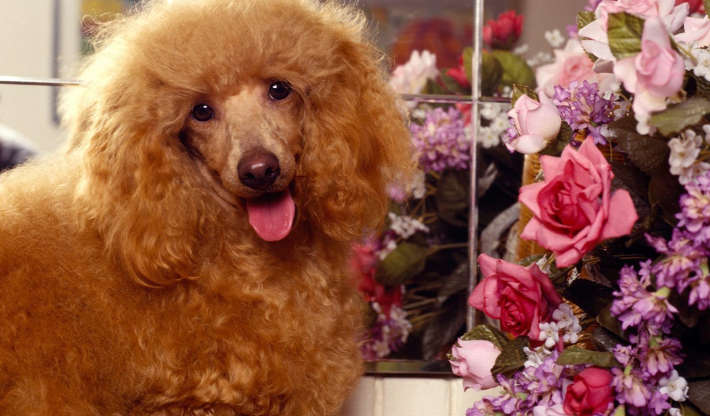 Пудель с букетом