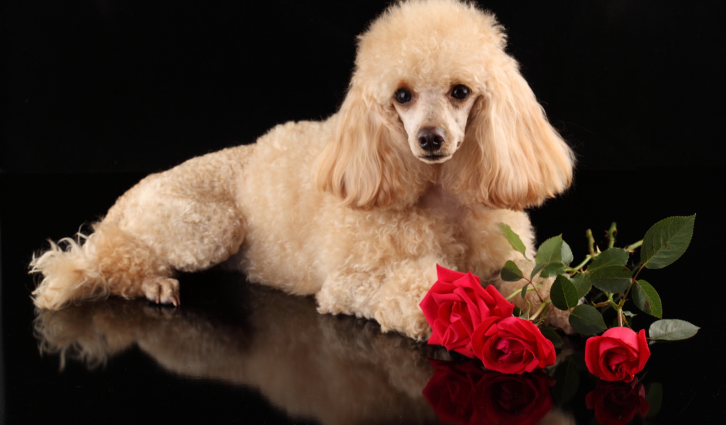 Пудель с букетом роз