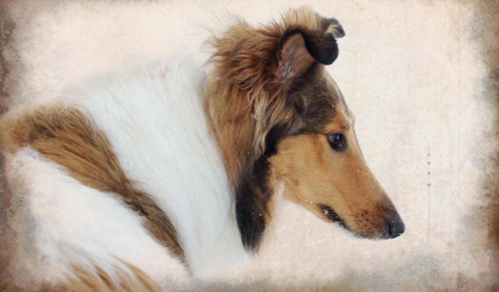 Портрет собаки колли
