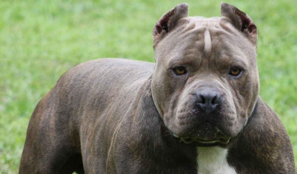 Мощный пес питбуль